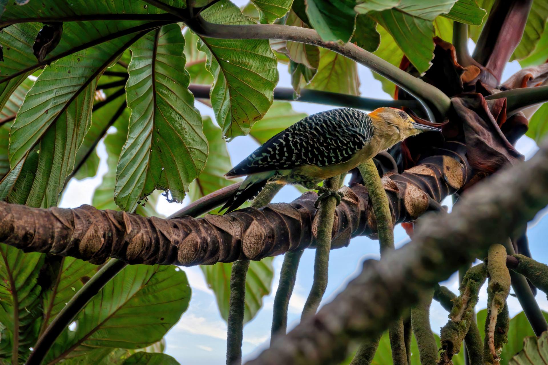 Hoffmannspecht (Melanerpes hoffmannii)